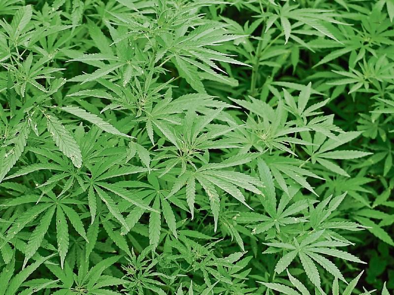 RECALL ALERT: CBD oils removed from shops due to presence of unauthorised novel food