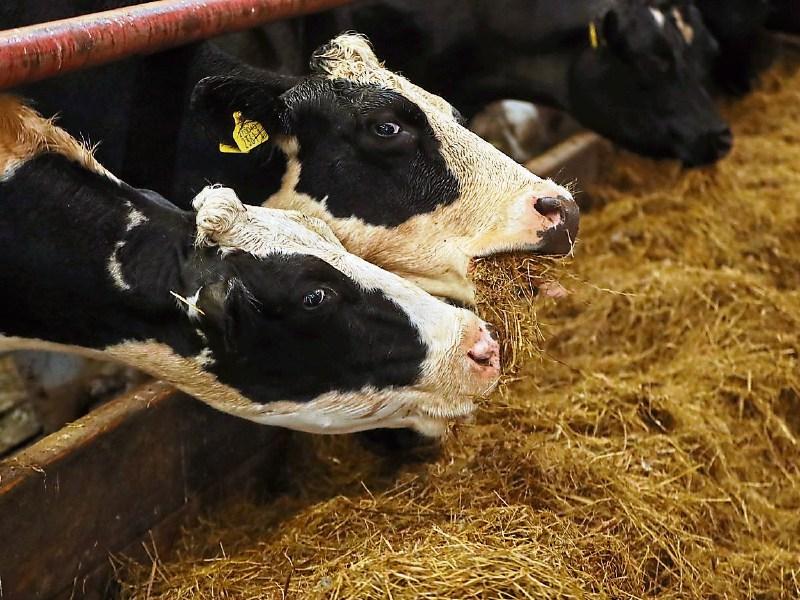 'An important income boost' - Fodder scheme payments begin for over 70,000 farmers