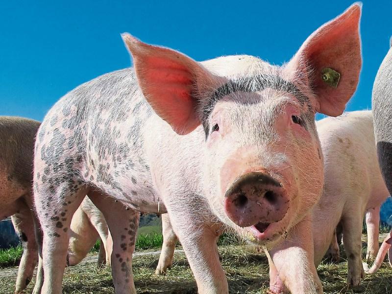 'I am acutely aware of the challenges' - IFA pig protest paused after McConalogue meeting