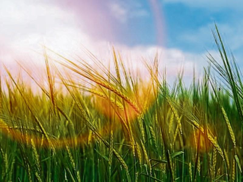 WEATHER: 'Dry day with sunny spells' Daily weather forecast for County Carlow
