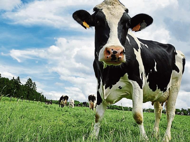 Calls for more ‘social farmers’ in Louth