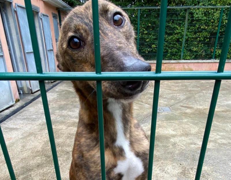 Carlow dog shelter 'now closed' 
