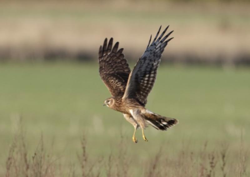 Hen harriers  