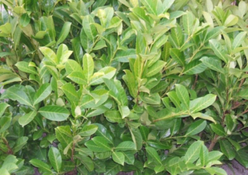 Reminder: Deadline for landowners as hedge cutting season is coming to end in Carlow