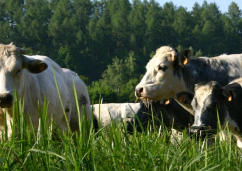 Carlow  TD encourages local farmers to take part in €20m beef pilot 