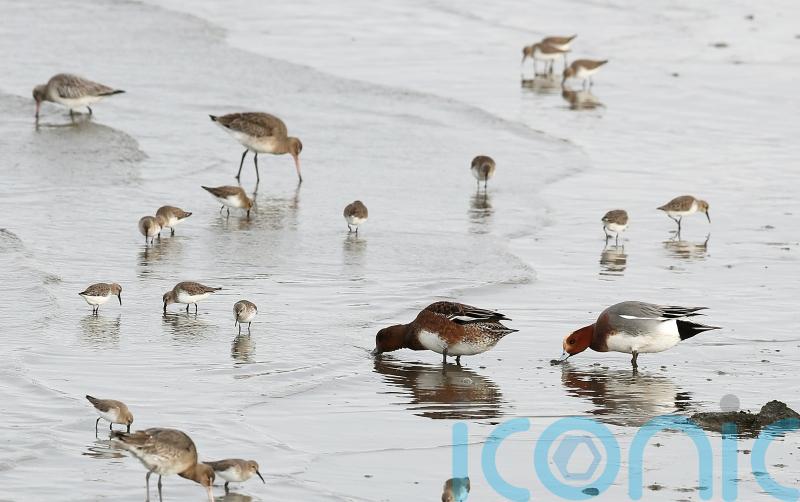 Micheál Martin plans to propose citizens' assembly on loss of biodiversity to Cabinet