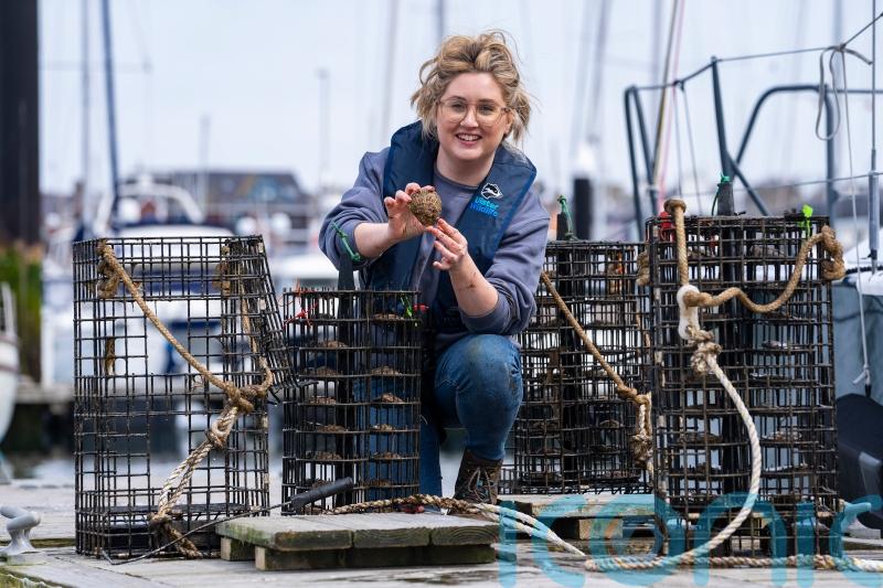 Belfast oysters thought to be extinct may flourish again thanks to restoration project