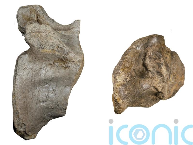 Remains of Europe’s largest ever land predator dinosaur discovered
