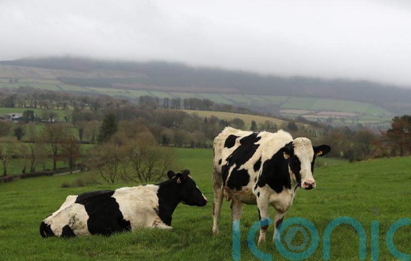 ‘Significant’ price hikes faced by Irish dairy, meat and grain producers in Carlow