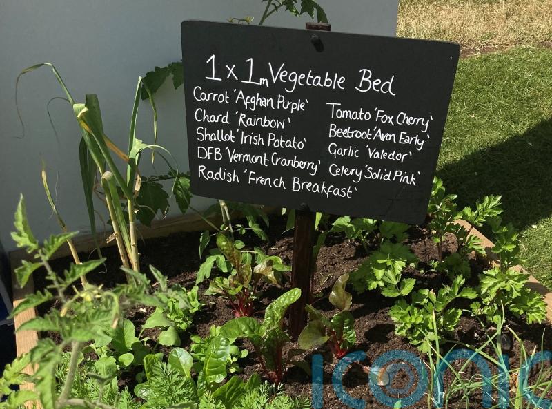 GUIDE: Big ideas for tiny gardens in Carlow - from mini ponds to bug hotels