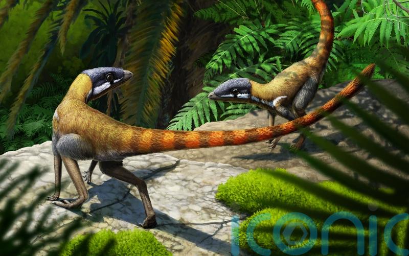Cat-sized creature was early relative of flying reptile