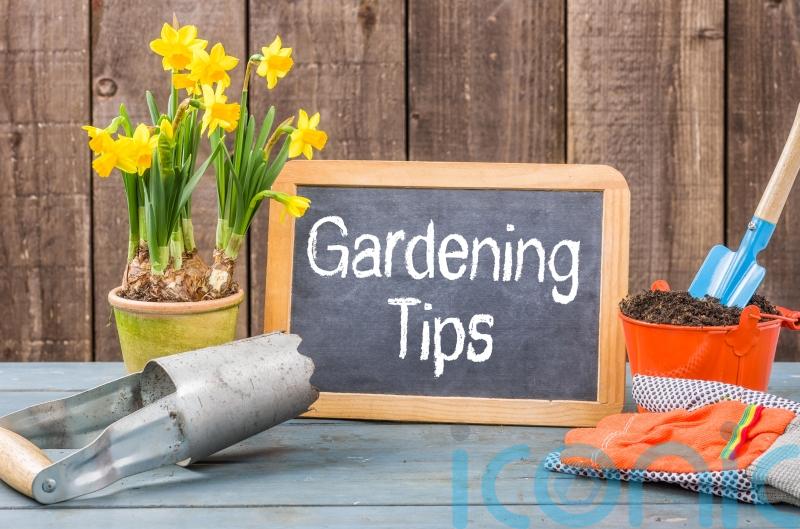 Saving tips for your garden in Carlow