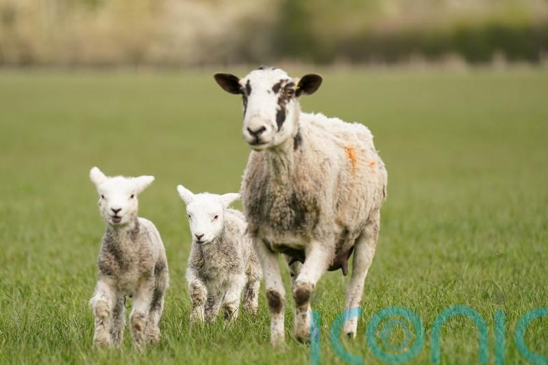 Restoration of nature ‘crucial’, says commissioner amid concerns from farmers