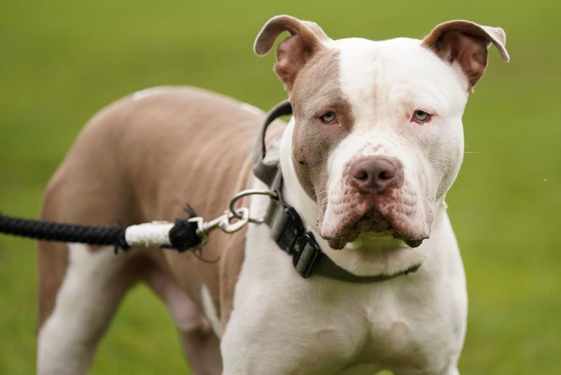 Carlow TD 'wholeheartedly welcomes' governments ban on XL Bully dogs