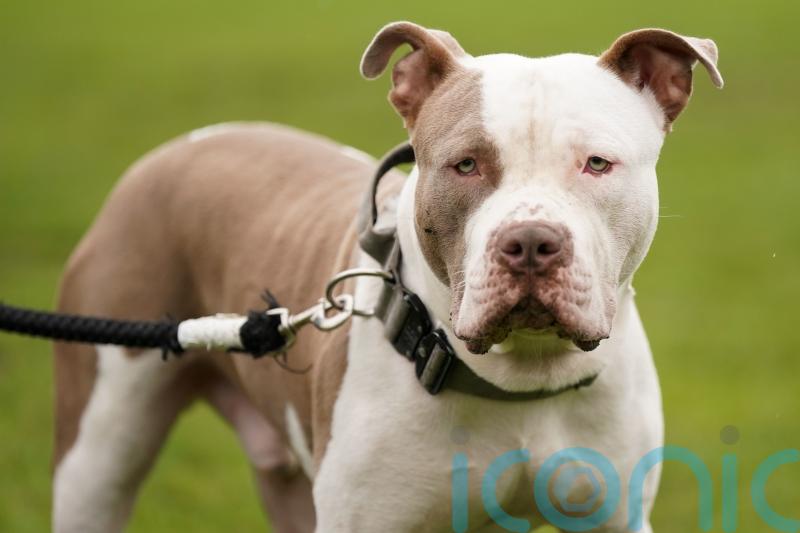 Ireland to ban XL bullies