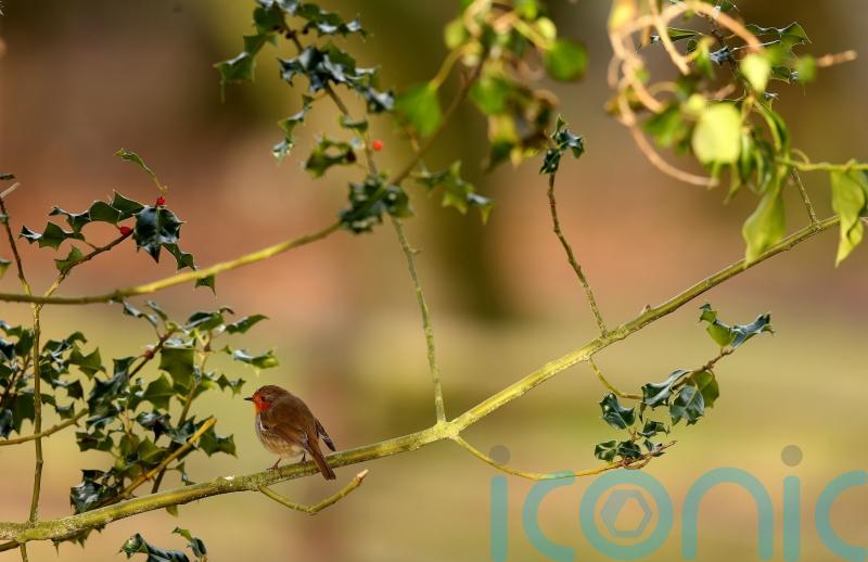 Fota Wildlife Park extends closure over bird flu outbreak