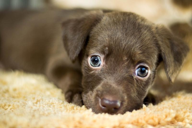 Carlow group are organising GoFundMe sky dive for Carlow SPCA
