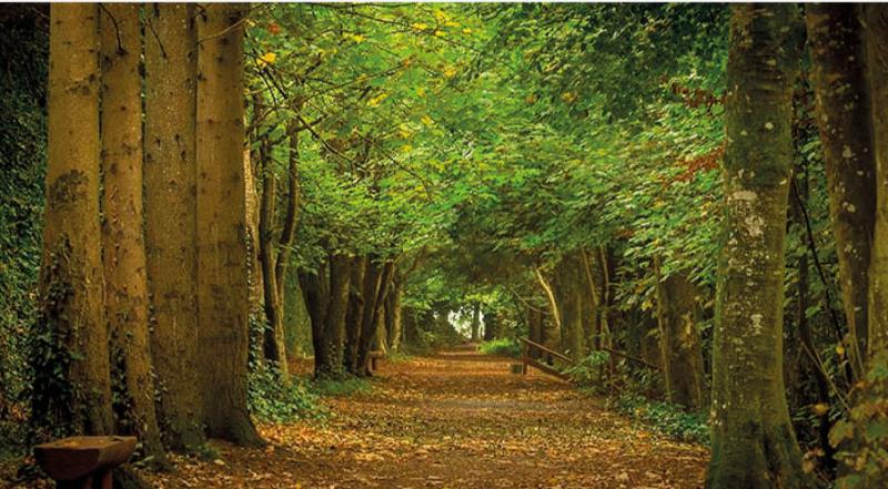 WHAT'S ON: Large cultural festival just around the corner in County Carlow