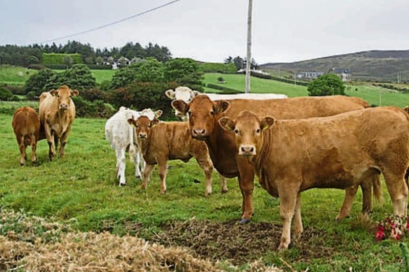 Carlow dairy farmers given cashflow advice amidst rainy-day setbacks by the IFAC