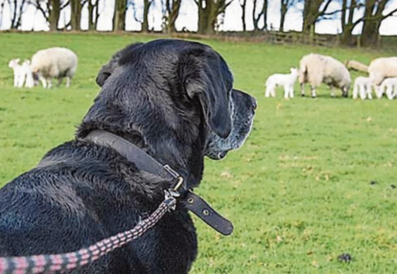 Carlow Regional Game Council attack proposed ban on e-collar training devices for dogs