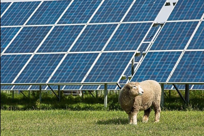 Ifac advises Carlow farmers to carefully consider all solar options