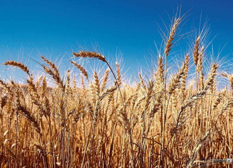 Almost &euro;200,000 awarded for local Biodiversity projects in County Carlow